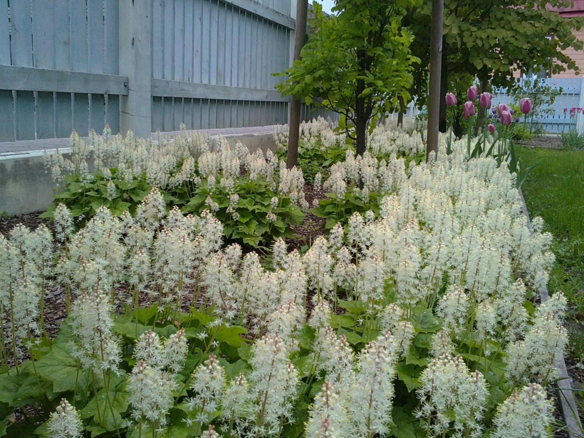 Lahe Guesthouse Haapsalu Buitenkant foto